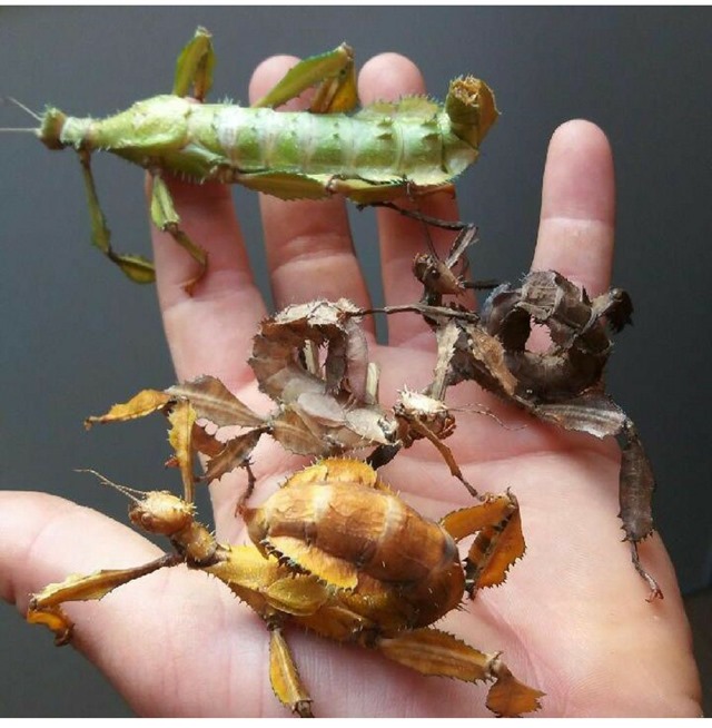 Femelles Extatosoma tiaratum de 3 couleurs differentes, vert, marron et beige