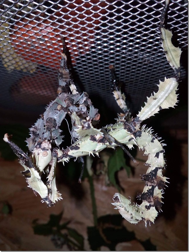 Extatosoma tiaratum couleur lichen apres une mue