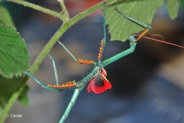 Mâle Archrioptera manga male adulte phasme bleu aux ailes rouges