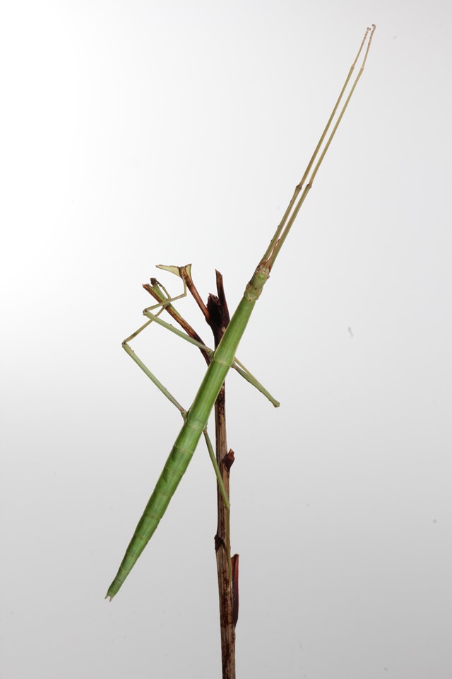 Phasme de Rossi Bacillus rossius vert sur branche sèche