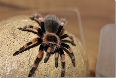 Brachypelma Smithi