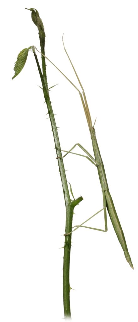 Phasme gaulois Clonopsis gallica sur tige