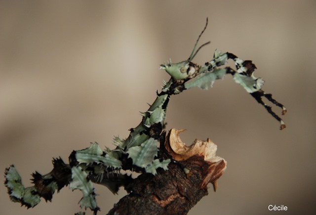 Extatosoma tiaratum de couleur lichen