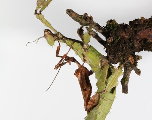 Phasme scorpion Extatosoma tiaratum femelle verte
