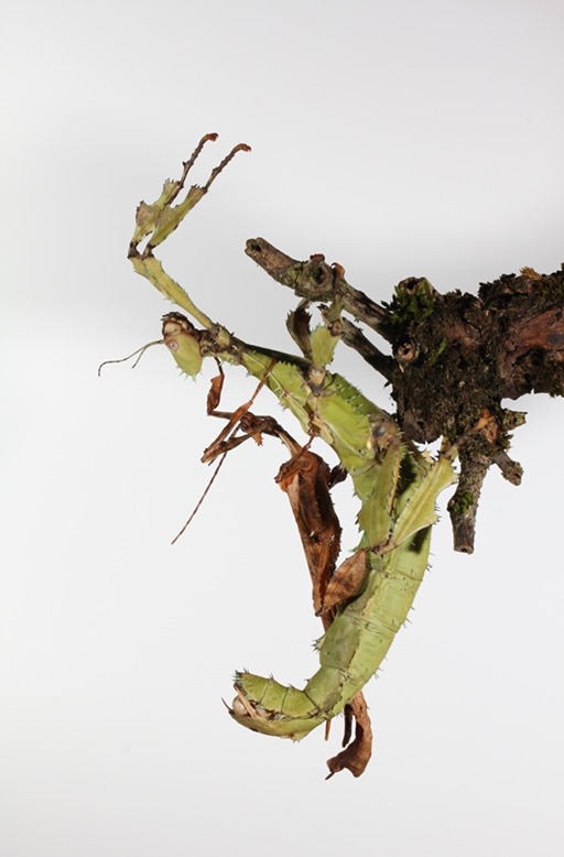 Phasme scorpion Extatosoma tiaratum femelle verte