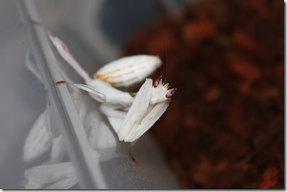 Hymenopus Coronatus (2)