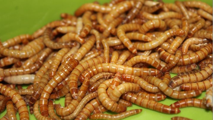 élevage de vers de farine Tenebrio molitor