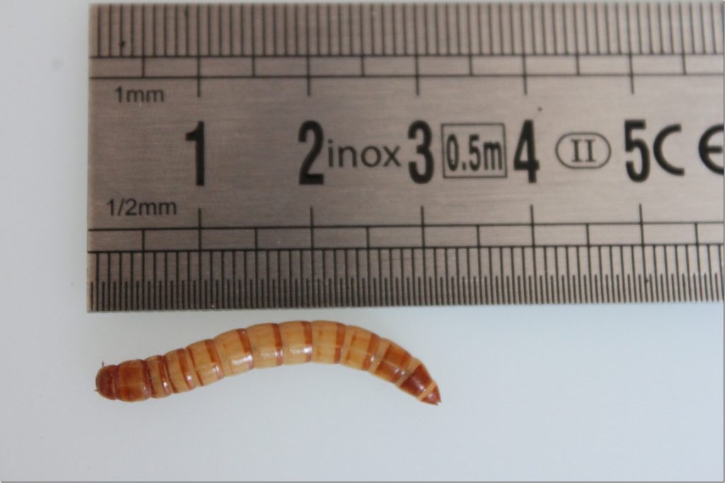 Taille Ver de Farine Larve de Tenebrio molitor mesurée à environ 3 cm à côté d’une règle