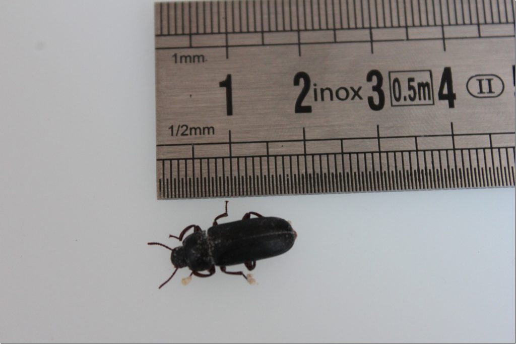 Taille Tenebrion Molitor Coléoptère adulte Tenebrio molitor mesuré à côté d’une règle