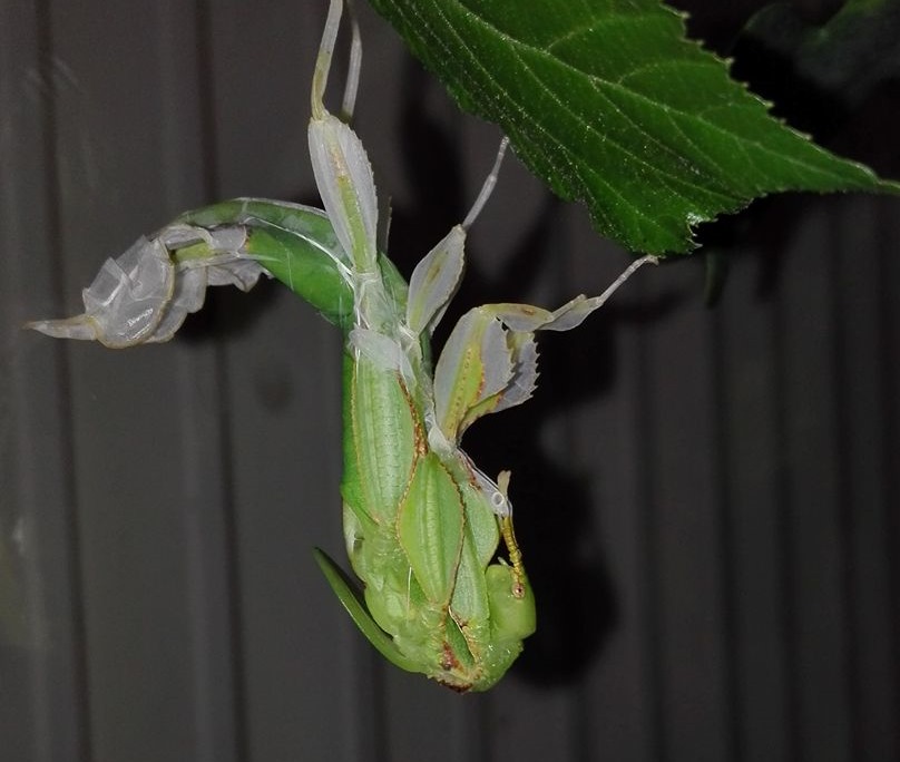 Phasme feuille entrain de muer