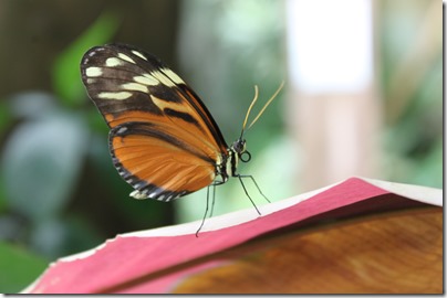 Papillon