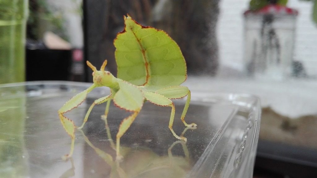 Phasme feuille Phyllium phillipinicum