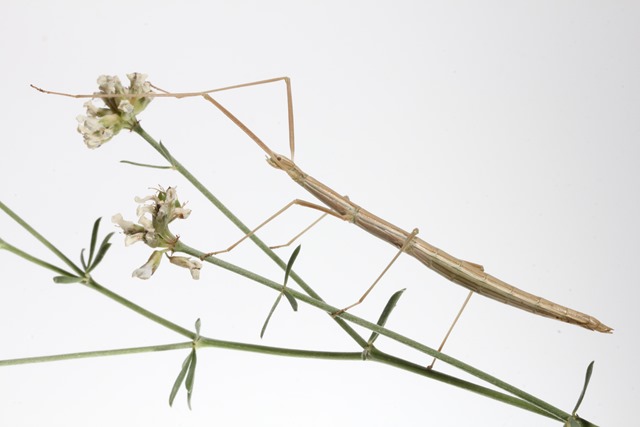 Phasme espagnol Pijnackeria masettii beige