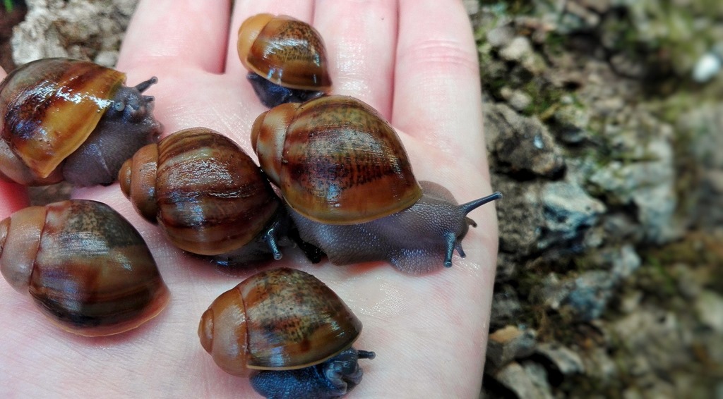 Archachatina Puylaerti WC Goliath juv