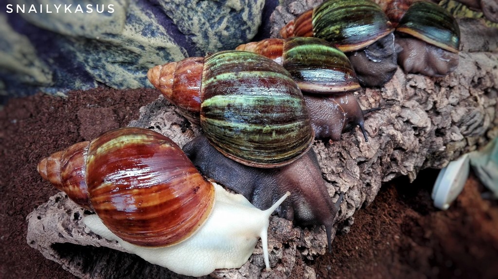 Archachatina Puylaerti