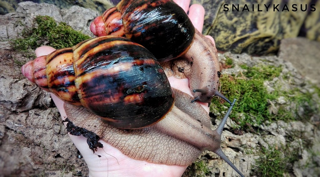 Archachatina marginata Suturalis