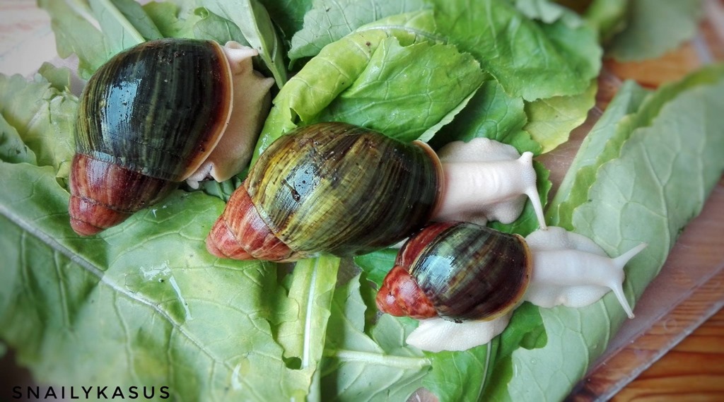 Elevage D Escargots Geants Archachatina Insectes Compagnie