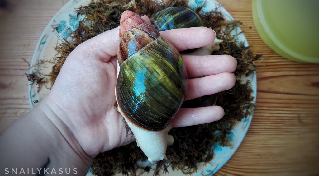 Archachatina purpurea albinos