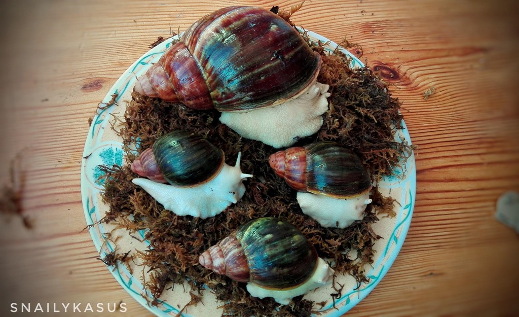 Archachatina puylaerti