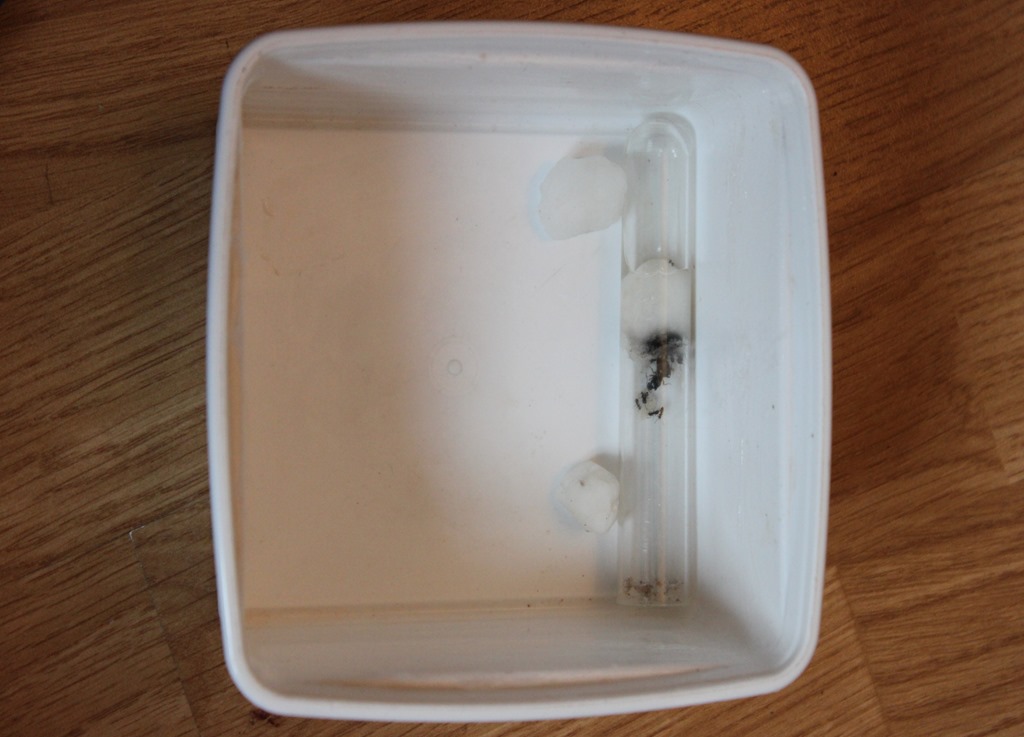 Fondation Lasius niger