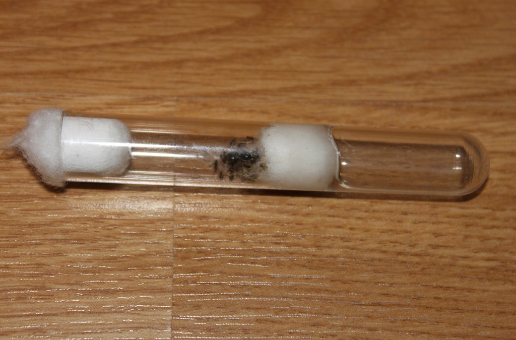 Fondation Lasius niger