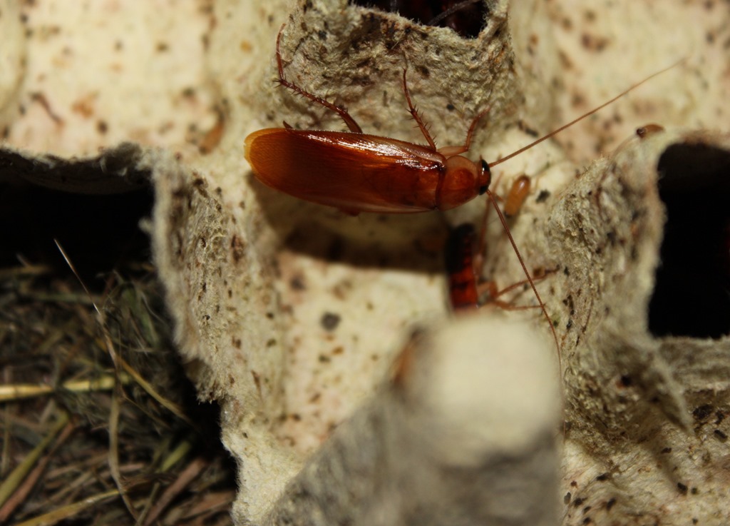 Blatte red runner mâle (Periplaneta lateralis) adulte ailé