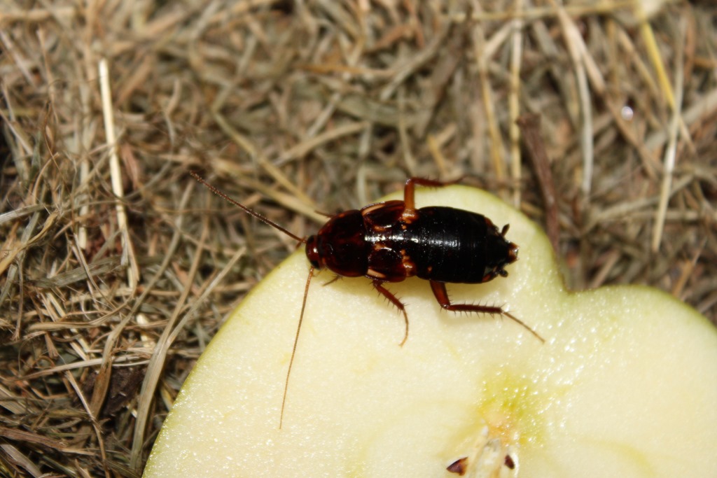 Femelle Periplaneta lateralis aptère, sans ailes