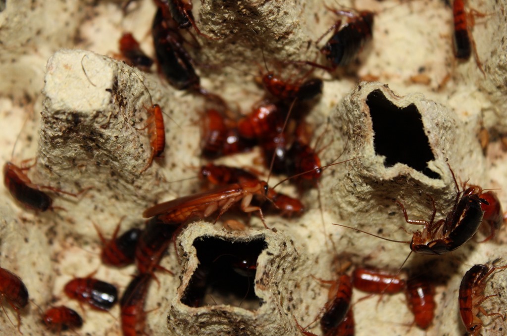 Bac d'élevage de blattes red runner avec boîtes à œufs