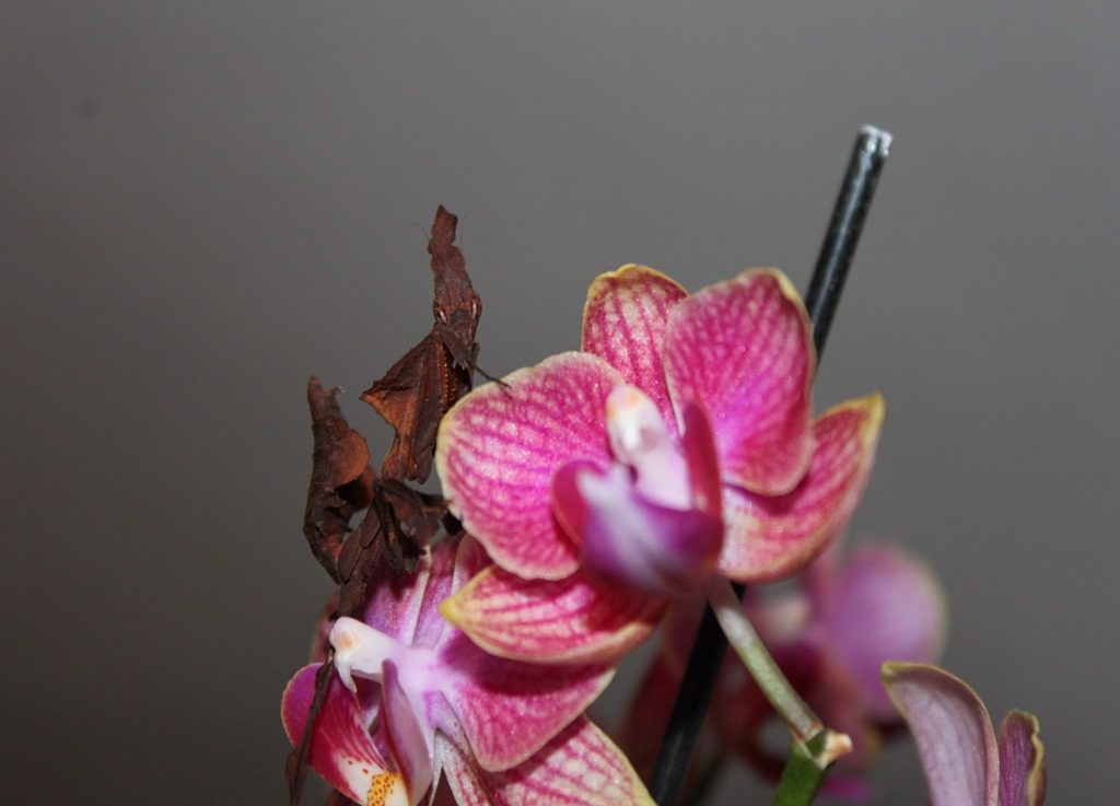 Mante fantôme Phyllocrania paradoxa sur une orchidée