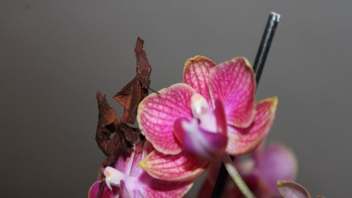 Mante fantôme Phyllocrania paradoxa sur une orchidée