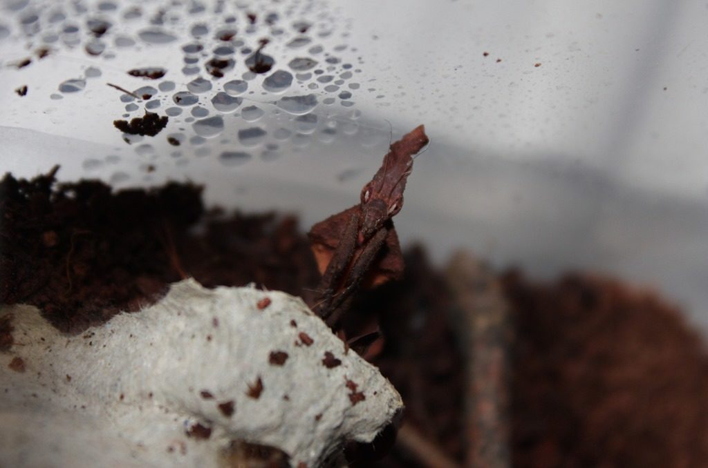 Mante fantome Phyllocrania paradoxa dans un terrarium humide avec condensation