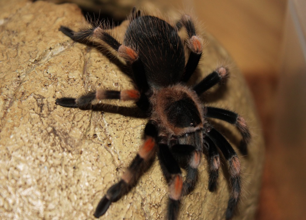 Brachypelma smithi