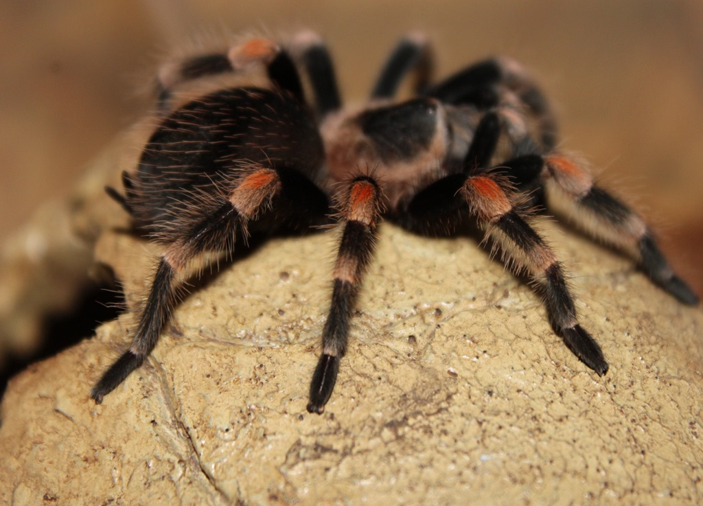 Brachypelma smithi