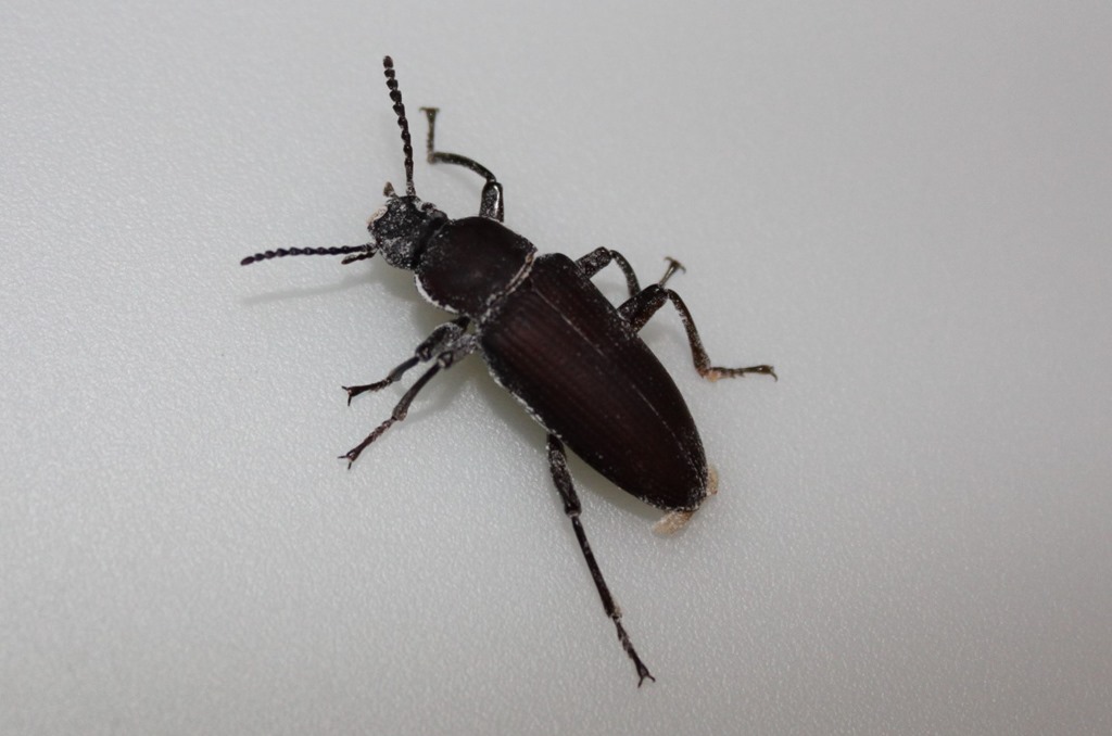 Zophobas morio adulte