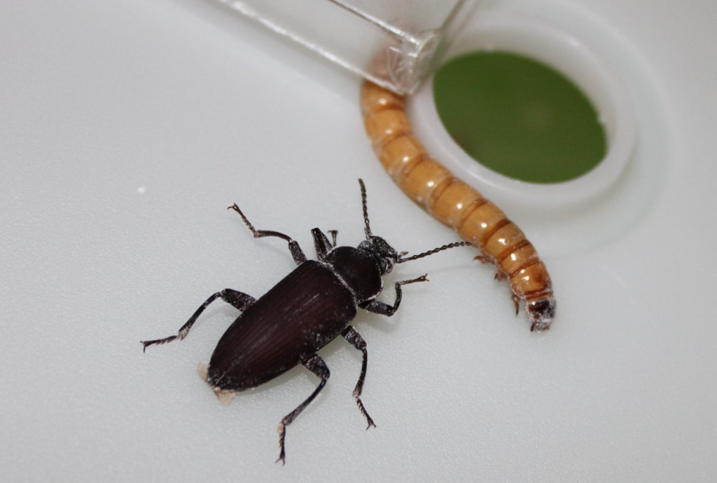 Zophobas morio adulte noir a cote de sa larve, le ver de morio