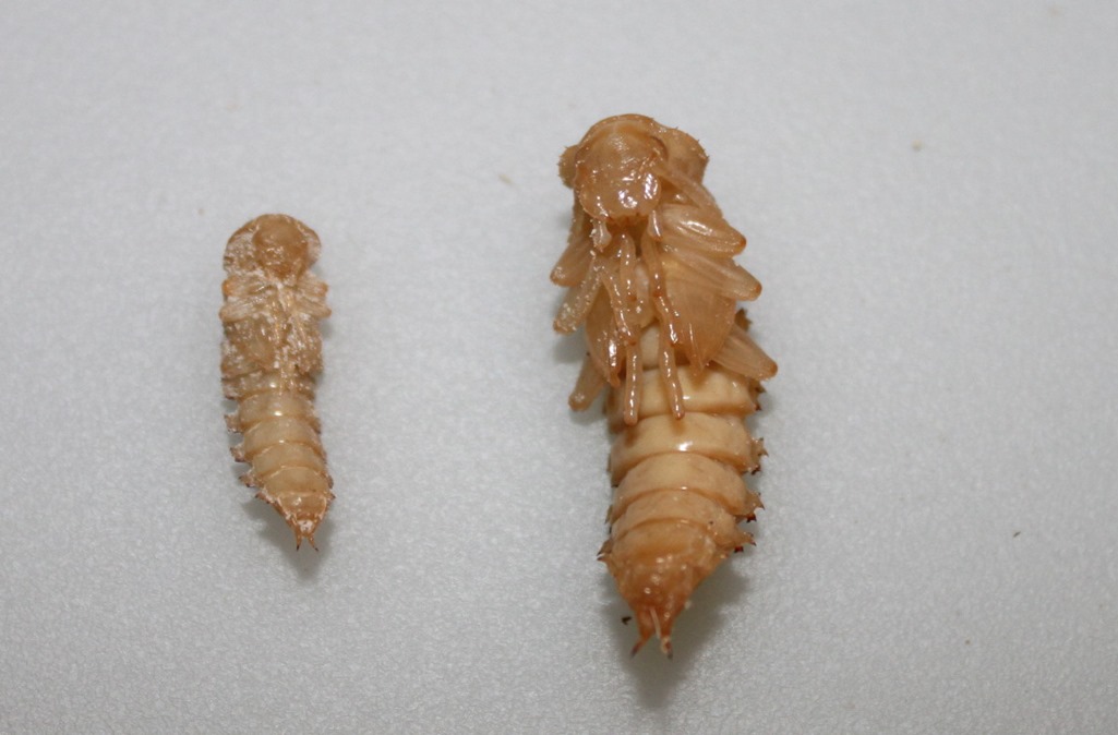 Nymphe Zophobas morio