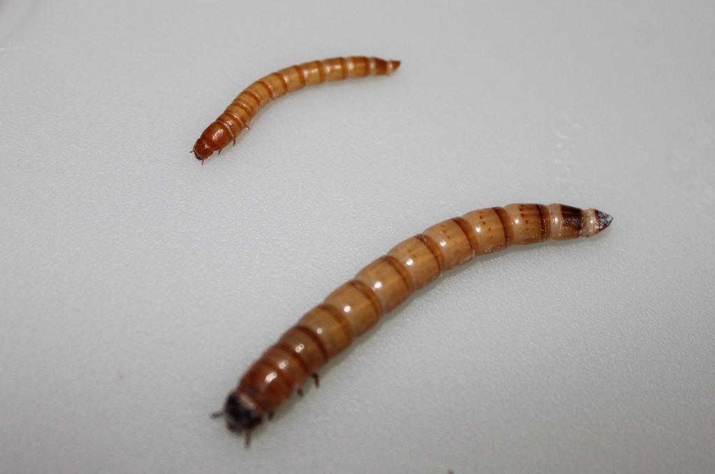 Difference Zophobas Tenebrion