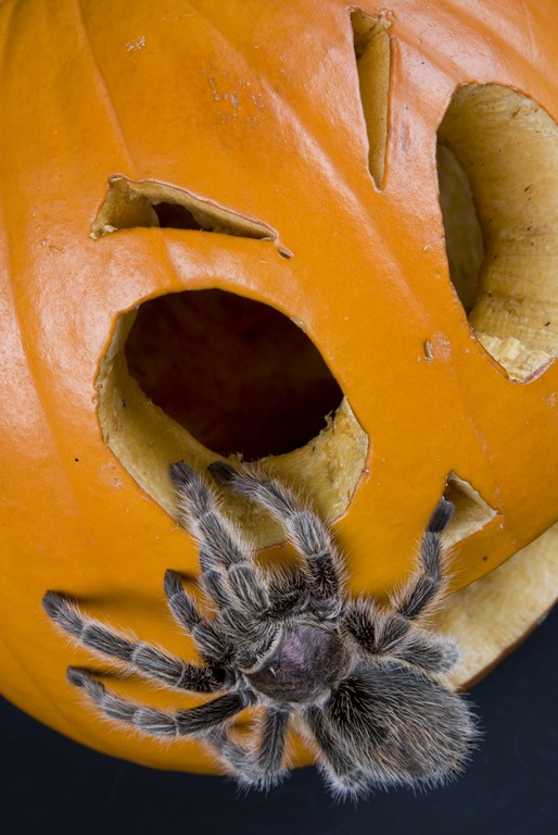 Rose-Haired Tarantula