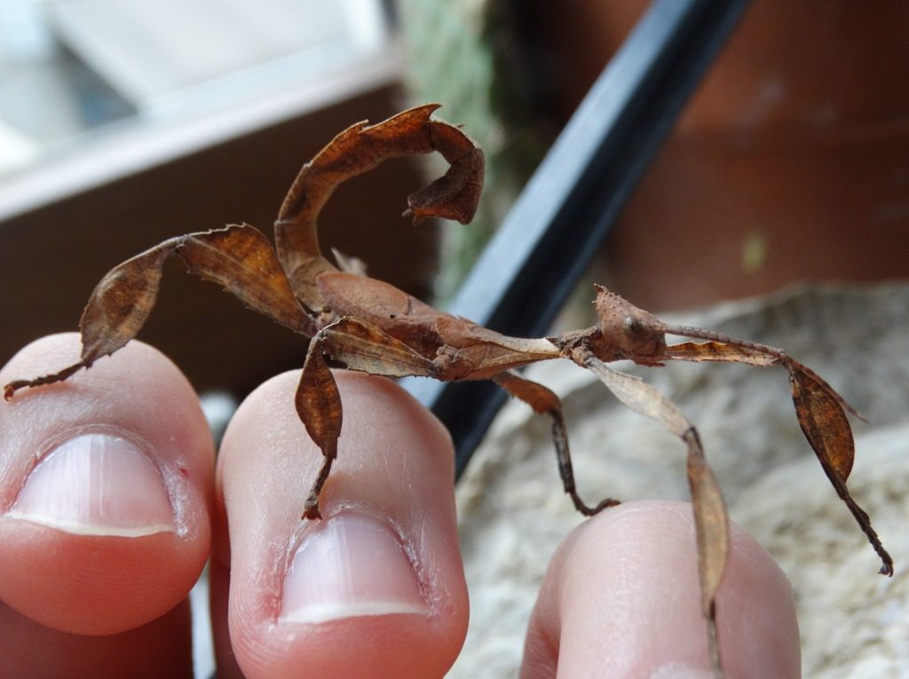 Phasme scorpion male juvénile