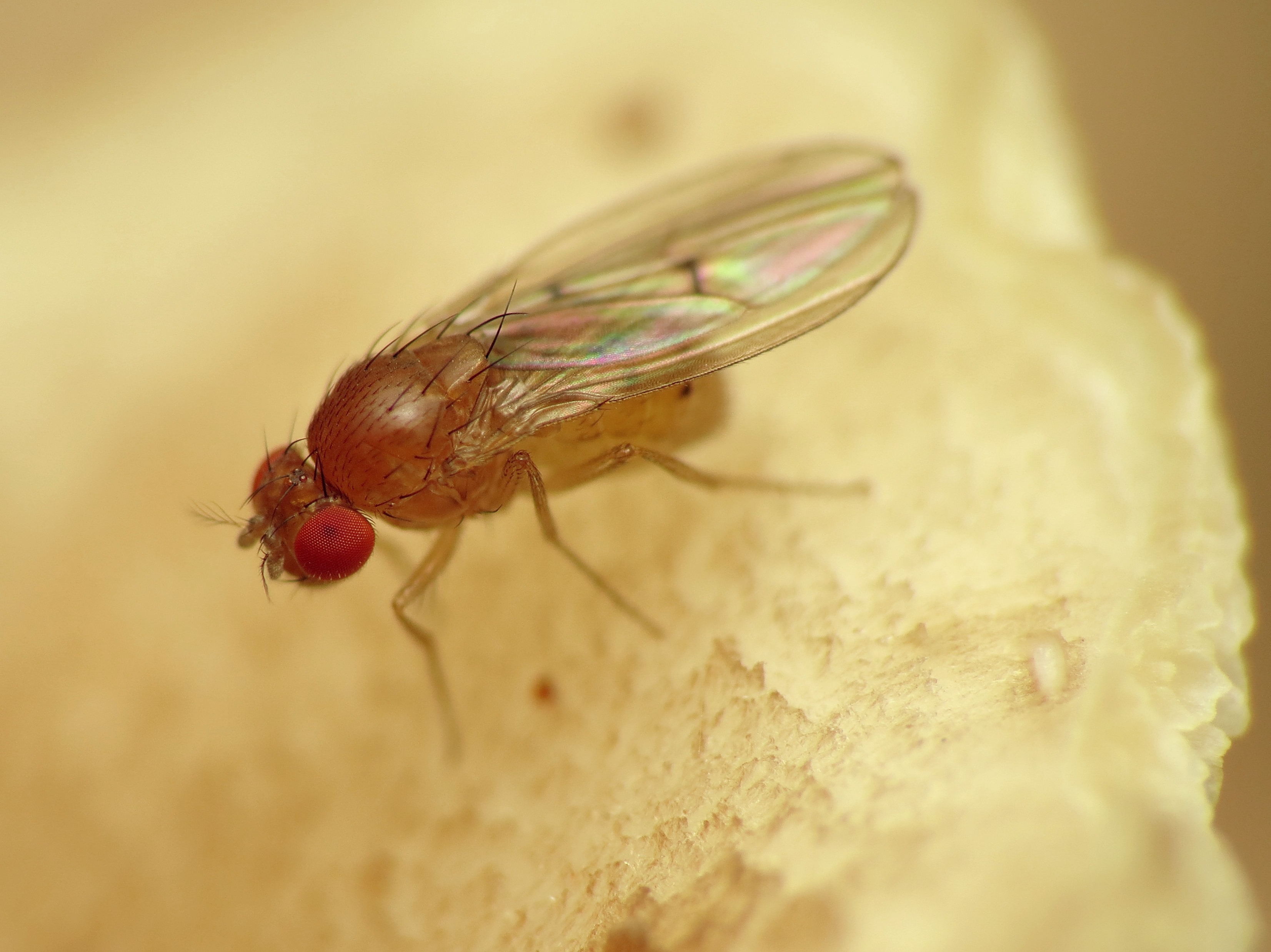 Drosophila melanogaster adulte vue en macro, montrant les ailes irisées et les yeux rouges