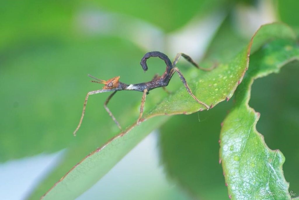 Extatosoma tiaratum juvenile L1 sur une feuille
