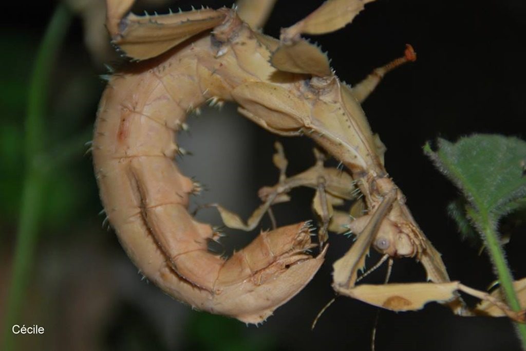 Femelle adulte Extatosoma tiaratum