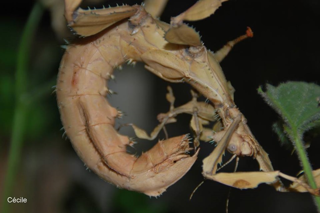 Phasme scorpion Extatosoma tiaratum femelle adulte
