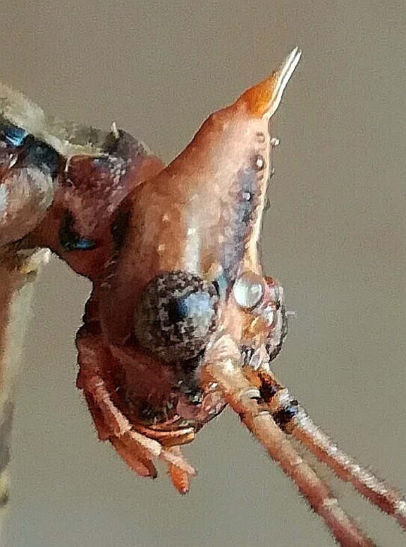 Tete de phasme scorpion - Extatosoma tiaratum