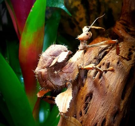 Phasme scorpion femelle adulte Extatosoma tiaratum sur un tronc