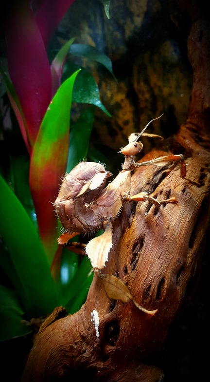 Phasme scorpion femelle adulte Extatosoma tiaratum sur un tronc