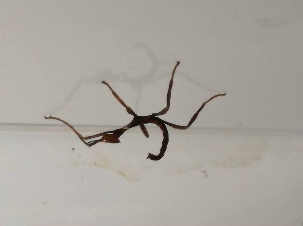 Extatosoma tiaratum juvenile