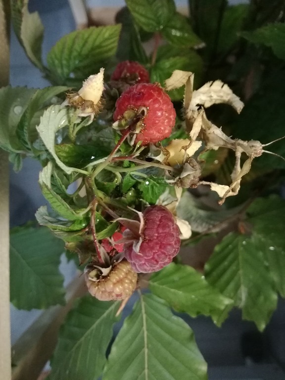 Phasme a tiare sur framboisier