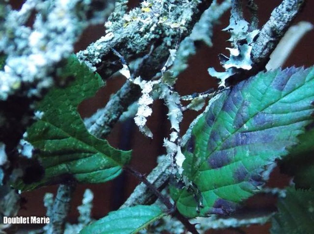 Phasme scorpion forme lichen