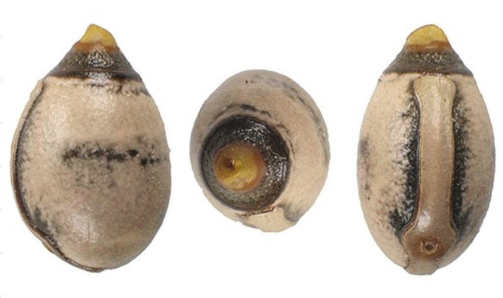 Differentes vues de l'oeuf du phasme Extatosoma tiaratum